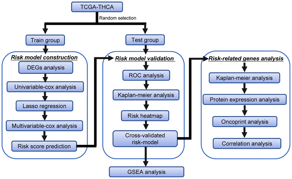 Flowchart of the identification of the survival-related autophagy gene signature in THCA.