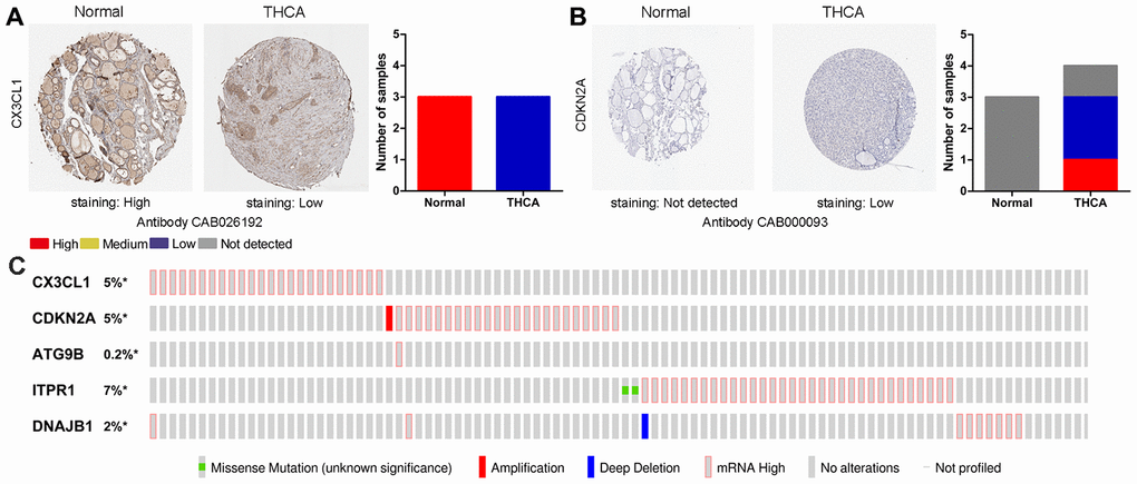 Immunohistochemistry (IHC) results and mutations in prognosis-related ARGs. (A, B) The protein expression of CX3CL1 and CDKN2A was determined by immunohistochemistry using the indicated antibodies in the HPA database, and the staining strengths were annotated as Not detected, Low, Medium and High. The bar plots indicate the number of samples with different staining strengths in the HPA database. (C) OncoPrint showing the copy number alterations and mRNA expression alterations of the 5 ARGs in the autophagy prognostic model.