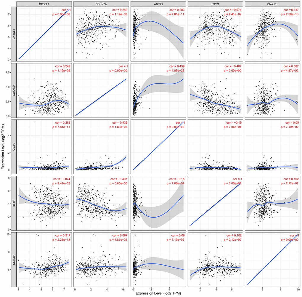 The relationships between the expression levels of the 5 ARGs in the autophagy prognostic model. Cor: Correlation coefficient. The value range of the correlation coefficient is (-1, 0) or (0, 1). When the value range is (-1, 0), it indicates a negative correlation; when the value range is (0, 1), it indicates a positive correlation.