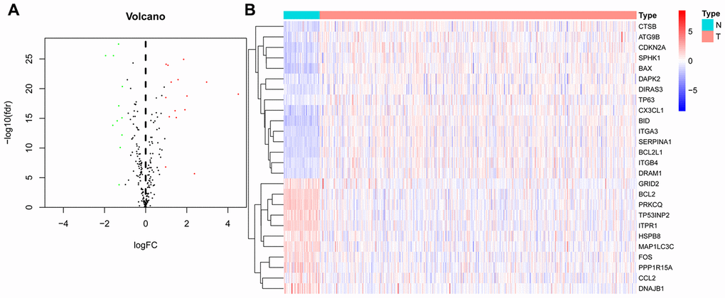 Differentially expressed autophagy-related genes (DEARGs) in thyroid carcinoma (THCA) and nontumor samples. (A) The volcano map of 232 ARGs. The red dots indicate genes with high expression, and the green dots represent genes with low expression. (B) Clustered heatmap of DEARGs in THCA and normal thyroid tissues.