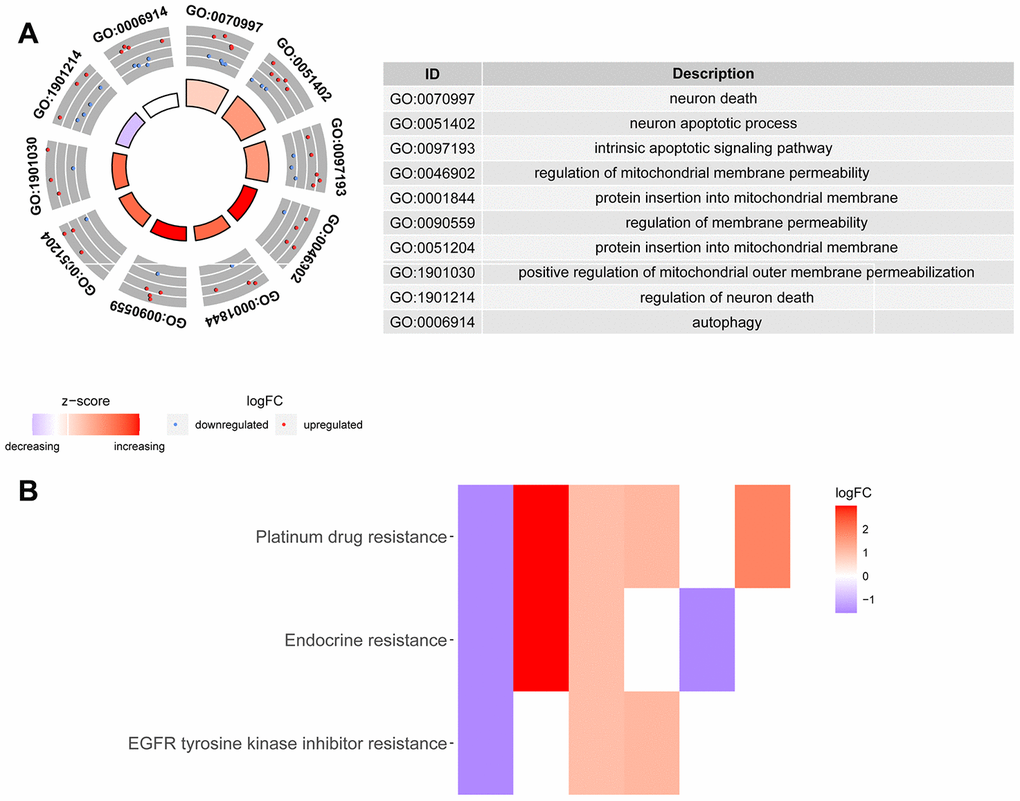 Gene Ontology and KEGG enrichment analysis of DEARGs. (A) Results of Gene Ontology (GO) functional annotation analysis. The outer circle shows a scatter plot for each term of the assigned genes based on the logFC. Red circles display upregulated pathways, and blue circles show downregulated pathways. (B) Results of Kyoto Encyclopedia of Genes and Genomes (KEGG) pathway enrichment analyses of the autophagy-related genes. Heatmap of the relationship between the ARGs and pathways. The color of each block depends on the logFC values.