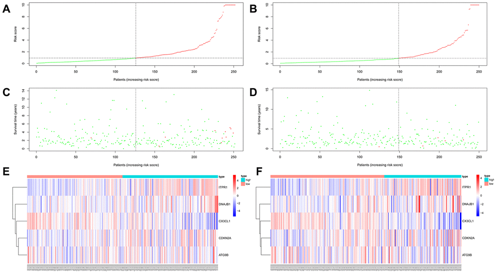 Autophagy-related prognostic characteristics in patients with thyroid carcinoma. Risk score distribution of THCA patients with different risks (low, green; high, red) in the training group (A) and testing group (B). Dot plots showing the survival time and risk score in the training group (C) and testing group (D). Heatmap of the expression profiles of the 5 key genes in the training group (E) and testing group (F).