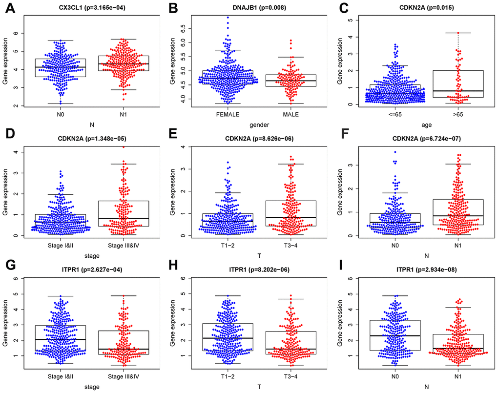 Clinical correlation analysis of ARGs. (A) CX3CL1 expression was negatively correlated with pathological N stage. (B) The expression of DNAJB1 was positively correlated with sex. (C–F) CDKN2A expression was negatively correlated with age, histological grade, and pathological T and N stages. (G–I) ITPR1 expression was positively correlated with histological grade and pathological T and N stages. T: tumor, N: lymph node, M: metastasis.