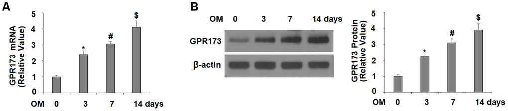 Expression of GPR173 was elevated during osteoblast differentiation. Cells were cultured with osteogenic medium for various times. (A) mRNA levels of GPR173; (B) Protein levels of GPR173 (*, #, $, P