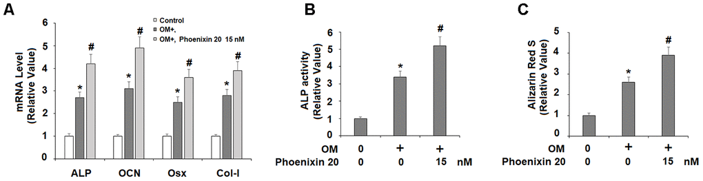Agonism of GPR173 with phoenixin 20 promoted osteoblast differentiation. Cells were cultured with osteogenic medium (OM) with or without phoenixin 20 (15 nM) for 14 days. (A) Gene levels of ALP, OCN, Osx, and Col-I; (B) ALP activity; (C). Alizarin Red S staining (*, #, P