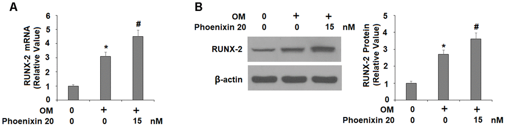 Agonism of GPR173 with phoenixin 20 increased RUNX-2. Cells were stimulated osteogenic medium with or without phoenixin 20 (15 nM) for 14 days. (A) mRNA of RUNX-2; (B) Protein of RUNX-2 (*, #, P