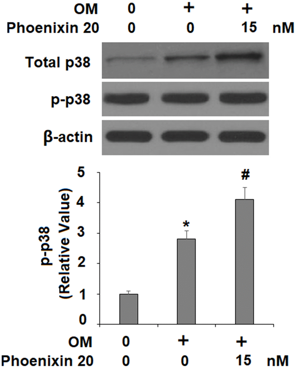 Phoenixin 20 activates p38. Cells were stimulated with osteogenic medium with or without phoenixin 20 (15 nM) for 2 h. Phosphorylated and total p38 were detected (*, #, P