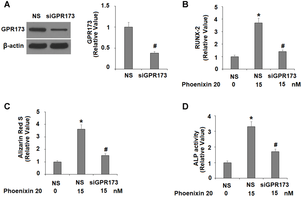 The effects of phoenixin 20 in osteoblast differentiation are dependent on GPR173. Cells were transfected with siGPR173 or non-specific siRNA; then cultured in osteogenic medium containing phoenixin 20 (15 nM) with for 14 days. (A) Successful knockdown of GPR173; (B) Levels of RUNX-2; (C) Alizarin Red S staining; (D) ALP activity (*, #, P