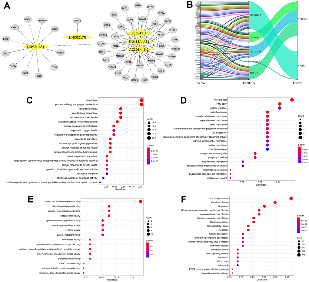 Construction of the autophagy-related lncRNA–mRNA co-expression network and functional enrichment analyses. (A) Diagrammatic representation of the autophagy-related lncRNA–mRNA network shows 77 lncRNA-mRNA co-expression pairs formed between 5 autophagy-related lncRNAs and 49 mRNAs. The yellow circles correspond to autophagy-related lncRNAs, and the gray diamonds correspond to the mRNAs. Every edge represents a co-expression relationship between an lncRNA and an mRNA in the context of BCLA. (B) The Sankey diagram shows the connection degree between the 49 mRNAs and 5 autophagy-related lncRNAs (risk/protective). (C–E) Gene Ontology (GO) analysis results show the enriched (C) biological processes, (D) cell components and (E) molecular functions associated with the mRNAs that co-express with the 5 autophagy-related lncRNAs. (F) Kyoto Encyclopedia of Genes and Genomes (KEGG) pathway analysis results shows the enriched signaling pathways associated with the mRNAs that co-express with the 5 autophagy-related lncRNAs.