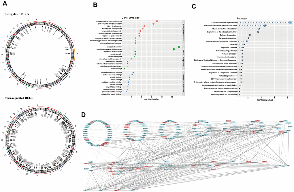 Chromosome location, biological annotation and interaction function. (A) genetic mapping of up-regulated and down-regulated DEGs; (B) gene ontology annotation of DEGs; (C) pathway enrichment of DEGs; (D) hierarchy of gene interaction. DEGs, differentially expressed genes.