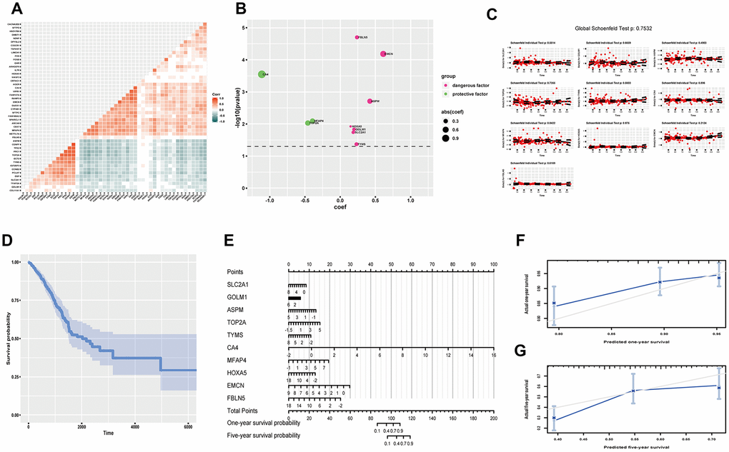 Predicting OS probability of LUAD. (A) Heatmap to exhibit correlation of genes; (B) coef and p value of genes in the optimized Cox proportional hazards regression model; (C) Residual plots to test proportional hazard assumption; (D) K-M curve exhibiting cumulative OS probability based on mean covariables; (E) Nomograph for predicting one-year and five-year OS probability; (F) Examining predicting efficacy of one year OS probability; (G) Examining predicting efficacy of five year OS probability. Corr, correlation coefficient; OS, overall survival; DEGs, differentially expressed genes; coef, coefficient; K-M, Kaplan-Meier.