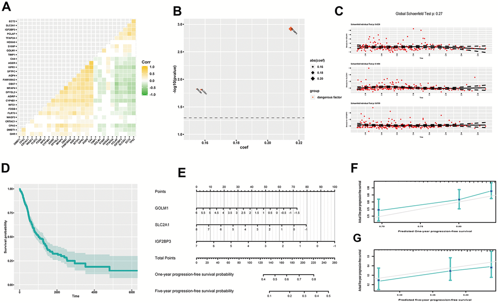 Estimating PFS probability of LUAD. (A) Heatmap of gene correlation; (B) coef and p value of genes in the improved Cox proportional hazards regression model; (C) Residual plots to examine proportional hazard hypothesis; (D) K-M curve exhibiting cumulative PFS probability based on average covariables; (E) Nomograph for estimating one-year and five-year PFS probability; (F) Examining predictive ability of one year PFS probability; (G) Examining predictive ability of five year PFS probability. Corr, correlation coefficient; PFS, progression-free survival; DEGs, differentially expressed genes; coef, coefficient; K-M, Kaplan-Meier.