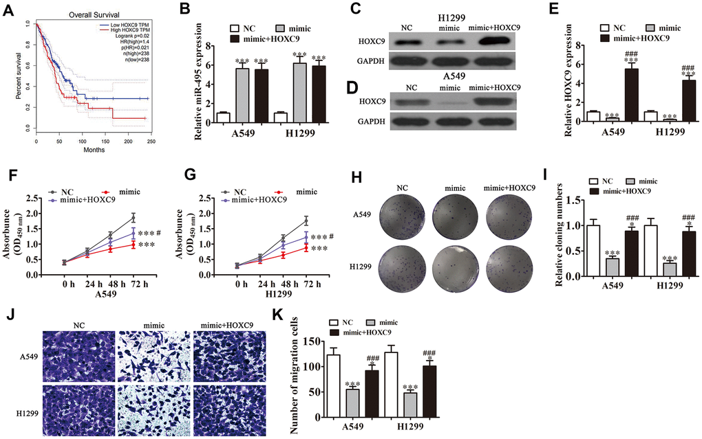 Overexpression of HOXC9 reverses miR-495-induced inhibition of NSCLC cell growth and migration in vitro. A549 and H1299 cells were transfected with miR-495 mimics or a HOXC9 overexpression vector either singly or in combination. (A) GEPIA analysis of survival of NSCLC patients with high versus low HOXC9 expressing cases. (B) qRT-PCR assay of miR-495 expression in A549 and H1299 cells. Data are means ± SD. ***P C, D) Western blots of HOXC9 protein expression in A549 (C) and H1299 (D) cells. (E) Relative protein expression is reported as means ± SD. ***P ###P F, G) CCK8 assay of A549 (F) and H1299 (G) cell proliferation. Data are means ± SD. ***P #P H, I) Colony formation assays of A549 and H1299 cells proliferation. Data are means ± SD. *P P ###P J, K) Transwell assays of A549 and H1299 cell migration and invasiveness. Data are means ± SD. *P P ###P 