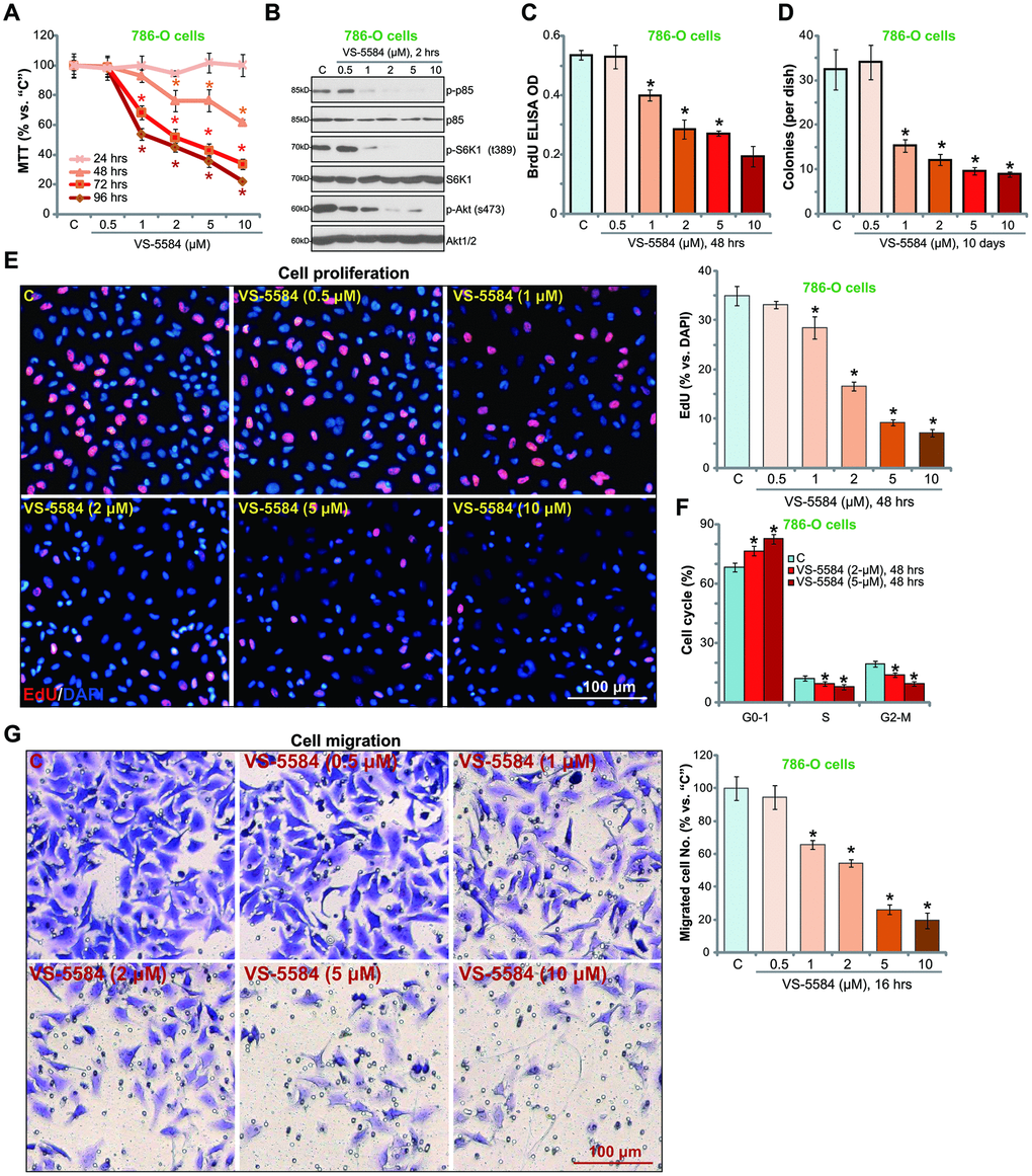 VS-5584 inhibits survival, proliferation, cell cycle progression and migration in RCC 786-O cells. RCC 786-O cells were either left untreated (“C”, same for all Figures), or treated with applied concentrations of VS-5584 (0.5-10 μM), cells were further cultured for the indicated time; Cell survival (A, MTT assay), PI3K-mTORC1/2 activation (B, Western blotting), cell proliferation (C–E, BrdU EILSA, soft agar colony formation and EdU incorporation staining assays) and cell cycle progression (F, PI-FACS) were tested, with cell migration examined by “Transwell” assays (G). For “EdU” assays, at least 800 cells in five random views were included to calculate EdU ratio for each treatment (same for all Figures). For “Transwell” assays five random views were included to calculate average number of migrated cells (same for all Figures). Data were presented as mean ± standard deviation (SD, n=5). *pvs. “C” group. The in vitro experiments were repeated four times, and similar results were obtained. Bar = 100 μm (E, G).