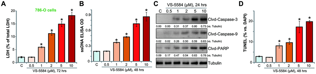 VS-5584 induces apoptosis activation in RCC 786-O cells. RCC 786-O cells were treated with applied concentrations of VS-5584 (0.5-10 μM), cells were further cultured for the indicated time; Cell death was tested by LDH medium release assay (A); Cell apoptosis was tested by ssDNA ELISA (B), Western blotting testing apoptosis proteins (C), and nuclei TUNEL staining (D). Data were presented as mean ± standard deviation (SD, n=5). *pvs. “C” group. The in vitro experiments were repeated four times, and similar results were obtained.