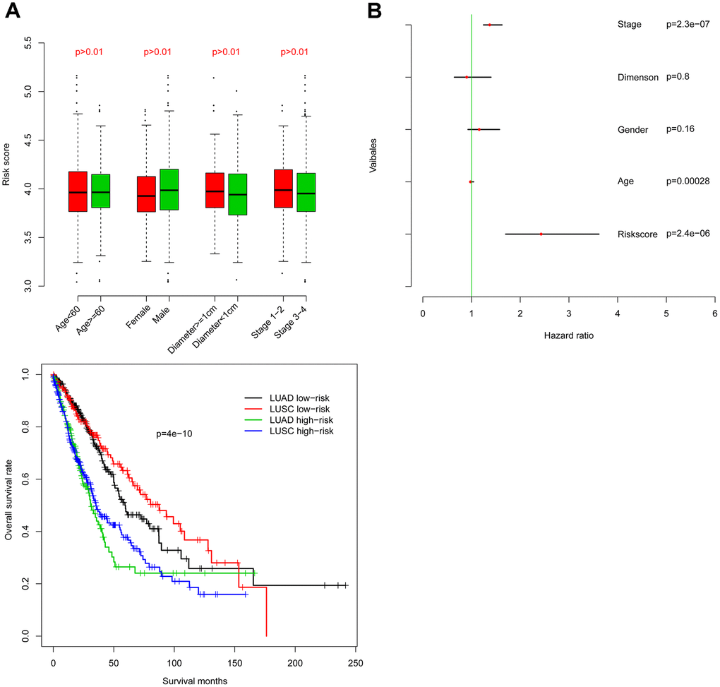 Comparison of the prognostic value of risk score relative to other clinical indicators. Risk score is independent of other clinical indicators (A) and is significantly associated with OS as assessed by Cox multivariate regression (B).