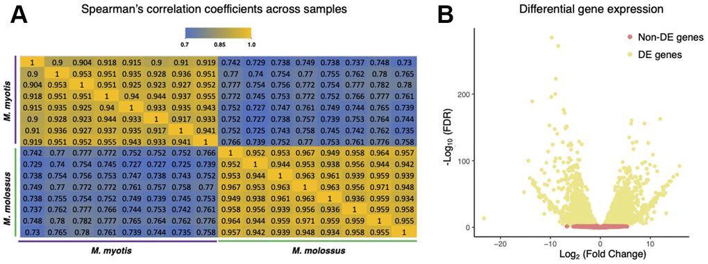 Comparisons of M. myotis and M. molossus blood transcriptomes. (A) Spearman’s correlation coefficients between M. myotis and M. molossus blood transcriptomes based on expression levels of 10,635 single-copy genes. We excluded 1,832 genes that were neither expressed in M. myotis nor M. molossus. (B) Differential gene expression analysis between M. myotis and M. molossus blood transcriptomes. Genes with FDR 