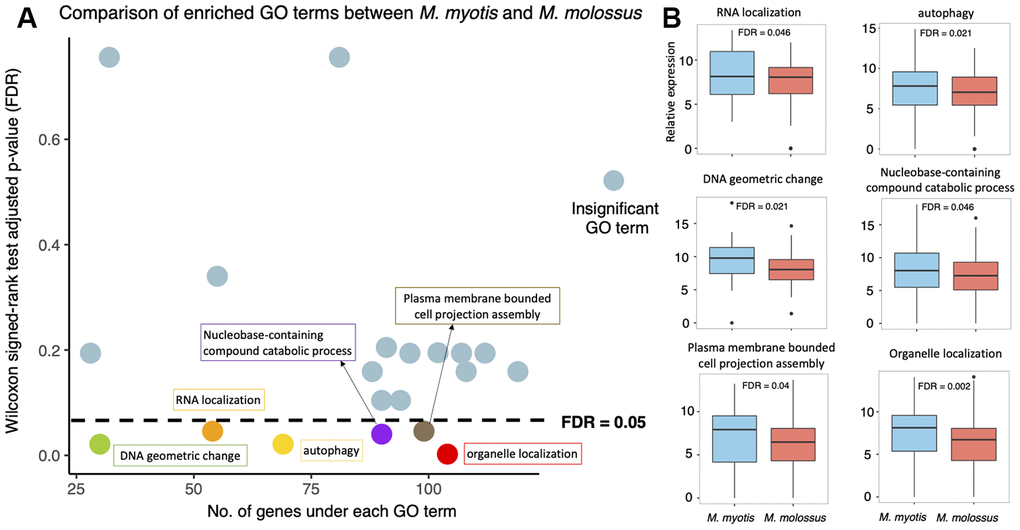 Expression analysis of the 20 GO terms between M. myotis and M. molossus. (A) Differential expression analysis of GO terms enriched by 2,086 genes that showed >80% interspecific expression variation. Differentially expressed GO terms were determined by comparing gene expression under each GO term using Wilcoxon signed-rank test (paired mode; one-tailed test). GO terms with FDR B) Distribution of gene expression under each of 6 differentially expressed GO terms between M. myotis and M. molossus.