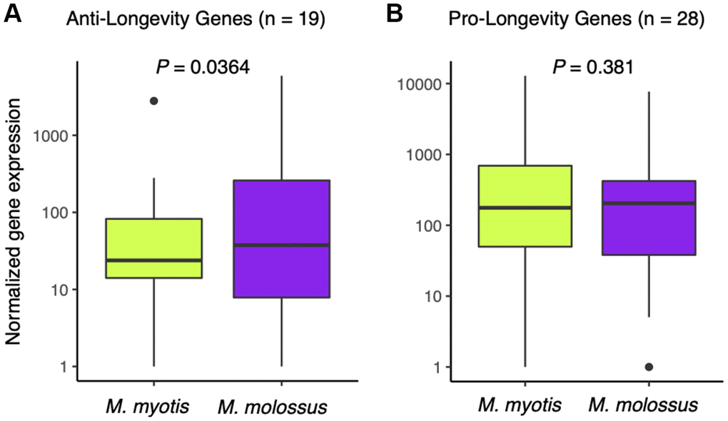 Expression analysis of anti- and pro-longevity genes between M. myotis and M. molossus. (A) Comparison of anti-longevity gene expression (n = 19) between M. myotis and M. molossus using Wilcoxon signed-rank test (paired mode, one-tailed test). (B) Comparison of pro-longevity gene expression (n = 28) between M. myotis and M. molossus using Wilcoxon signed-rank test (paired mode, one-tailed test).