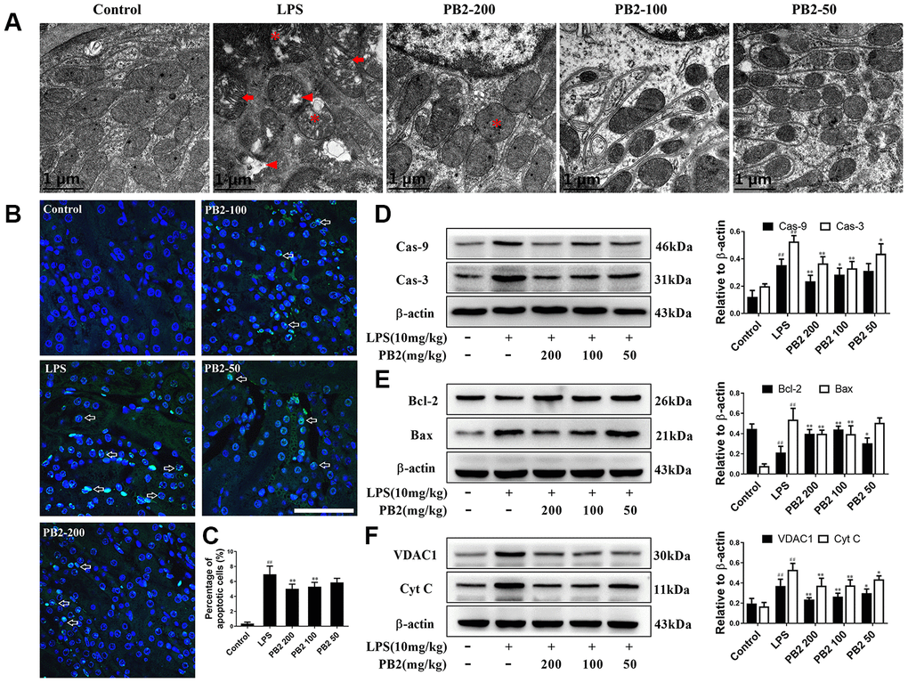 Effects of PB2 on mitochondrial structure and mitochondrial-mediated apoptosis (n = 8). Mitochondrial structure in renal tubular epithelial (Bar = 1 μm) (A); TUNEL staining (Bar = 50 μm, green fluorescent spots) (B), and percentage of TUNEL-positive cells (C); expressions of caspases, Bcl-2, Bax, VDAC1, Cyt c and the semi-quantification (D–F). #P ≤ 0.05, ##P ≤ 0.01 compared to control mice; *P ≤ 0.05, **P ≤ 0.01 compared to LPS challenged alone.