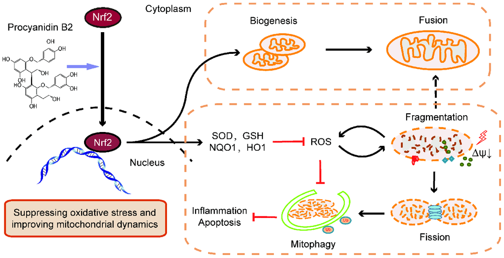 Graphitic abstract. The renal protective effects of PB2 was associated with promoted Nrf2 translocation into the nucleus, including directly effects on mitochondrial biogenesis and mitochondrial function and indirectly effects on improving mitochondrial dynamics and mitophagy via suppression of ROS accumulation.