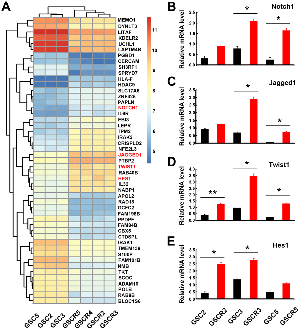 Global gene expression profiles in GSCs from primary and recurrent gliomas. (A) Global gene expression was assayed using the Affymetrix 133 plus 2.0 microarray. The Notch signaling-related and Twist1 genes were notably upregulated. (B–E) Notch signaling-related genes and Twist1 had significant differences in mRNA levels between primary and recurrent GSC lines. Data are presented as the mean ± SD. *: P P 