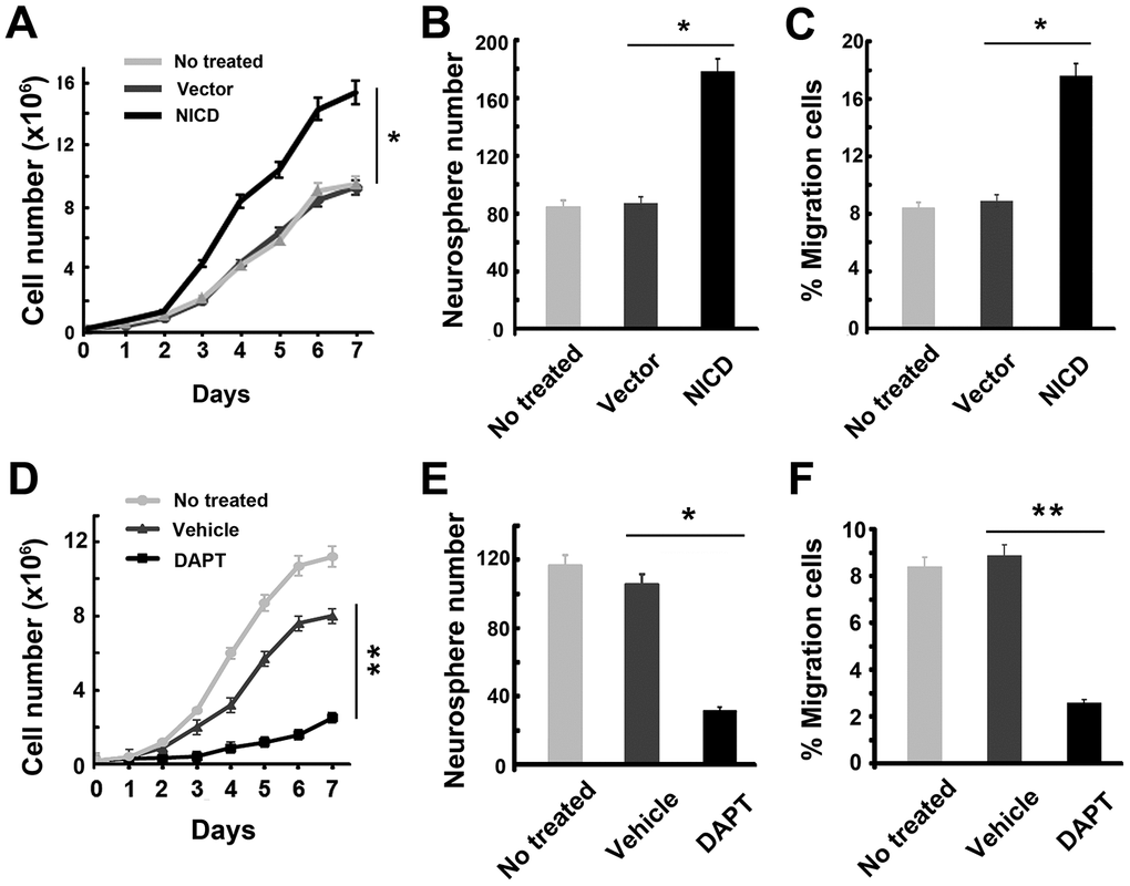Effect of up- or down-regulation of NICD on cell proliferation and migration ability in GSCs. (A–C) Upregulated NICD promoted cell proliferation, neurosphere formation, and invasion ability of GSCs. The * represents a significant difference from vector-transduced GSCs to NICD-transduced GSCs. (D–F) DAPT suppressed the cell proliferation, neurosphere formation, and invasion ability of GSCs by the transwell assay. Data are presented as the mean ± SD. *: P P 