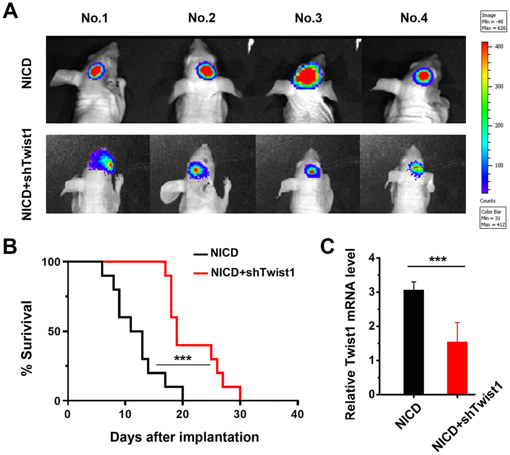 Effect of Notch/Twist1 on orthotopic glioma tumor-bearing mice. (A) Representative bioluminescent images showed tumor growth 8 d after tumor implantation in mice. (B) The survival of mice in different groups. The curve was quantified with a Kaplan-Meier survival curve using Graphpad Prism 8 software. (C) The tumors were collected after mice were sacrificed, and Twist1 mRNA levels in the different groups were measured by RT-qPCR. Data are presented as the mean ± SD. ***: P 