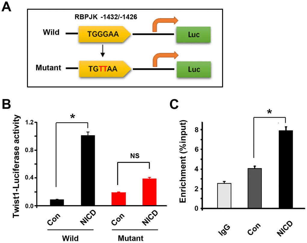 RBPJK binding site in Twist1 promoter is required for molecular interaction with NICD. (A) One possible evolutionary-conserved NICD/RBPJK binding site in Twist1 promotor was revealed using bioinformatic analyses, and mutations of the binding site which are highlighted in red (GG→TT). (B) Measurement of co-transfected firefly luciferase activity in GSCs after co-transfected NICD and wild- or mutant-type Twist1 promoter by bioluminescence assay. The luciferase activity was calculated with an absolute value of the bioluminescent intensity. (C) CHIP assay showed NICD/RBPJK-precipitated fragment binding site. IgG was used as a negative control. Data are shown as the mean ± SD. *: P 