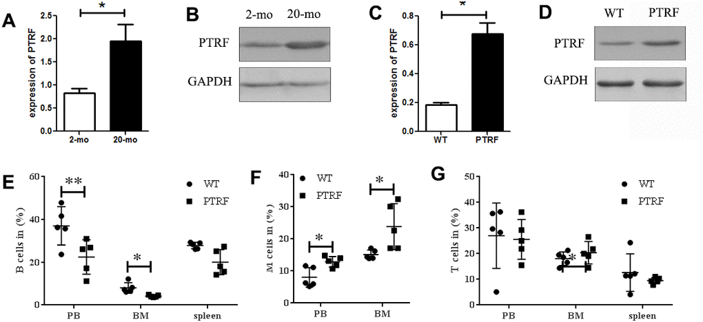 PTRF expression increased during aging and skewed differentiation potential of HSCs. (A) PTRF mRNA levels in the bone marrow of young (2-mo) and old mice (20-mo), n=3. (B) Immunoblot showing PTRF protein expression in the bone marrow (BM) of young and old mice, n=3. (C) PTRF mRNA levels in the BM of 2-month old PTRF transgenic and wild-type (WT) mice, n=3. (D) Immunoblot showing PTRF protein expression in the BM of young PTRF and WT mice, n=3. (E–G) The percentage of B cells (E), M cells (F) and T cells (G) in the peripheral blood, BM and spleen of young PTRF transgenic mice. Data represent the mean ± SD of three independent experiments. *, P P 
