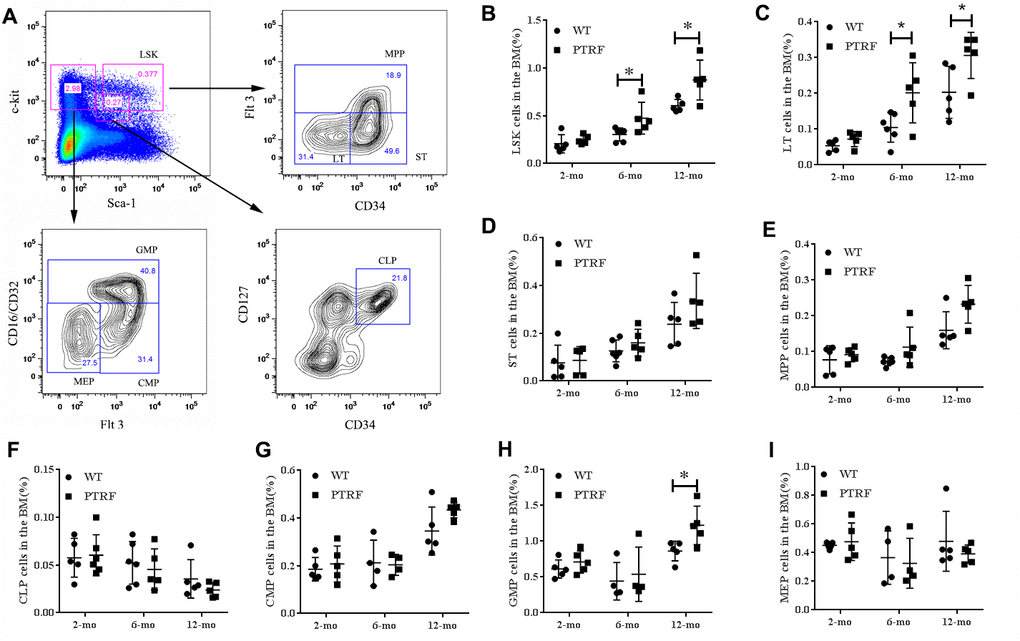 PTRF overexpression alters the hematopoietic stem/progenitor cell compartments in mice. (A) Representative flow cytometry plots showing HSCs and progenitor populations in the BM. (B–I) The percentage of LSKs, LT-HSCs, ST-HSCs, MPP, CLP, CMPs, GMPs and MEPs cells in the BM from 2, 6 and 12-month old mice. n=5 mice per group. Data represent the mean ± SD of three independent experiments. *, P 