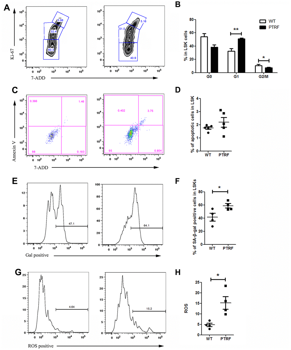 PTRF overexpression induced cell cycle arrest at G1 phase and accelerated cellular senescence. (A) Flow cytometry plots showing cell cycle distribution of LSKs from PTRF and WT mice. (B) The percentage of cells in each phase of the cell cycle. (C) Flow cytometry plots showing viable and apoptotic LSKs from PTRF and WT mice. (D) The percentage of apoptotic LSK cells. (E) Flow cytometry plots showing C12FDG levels in the LSKs from PTRF and WT mice. (F) The percentage of SA-β-gal-positive LSK cells. n=4 or 5 mice per group. (G) Flow cytometry plots showing ROS producing cells stained with the DCFH probe. (H) The percentage of ROS-positive LSK cells. Data represent the mean ± SD. *, P P 