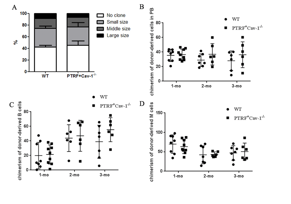 PTRF impaired HSCs function partly through Cav-1. (A) Number of colonies generated by LT-HSCs from PTRF+Cav-1-/- and WT mice (n=3). (B) The percentage of donor-derived cells in the PB of PTRF+Cav-1-/- and WT mice at 4, 8, and 12 weeks post-transplantation. (C, D) The percentage of donor-derived B (C) and M cells (D) from PTRF+Cav-1-/- and WT mice in the PB at 4, 8, and 12 weeks post-transplantation. n=9 mice per group. Data represent the mean ± SD.