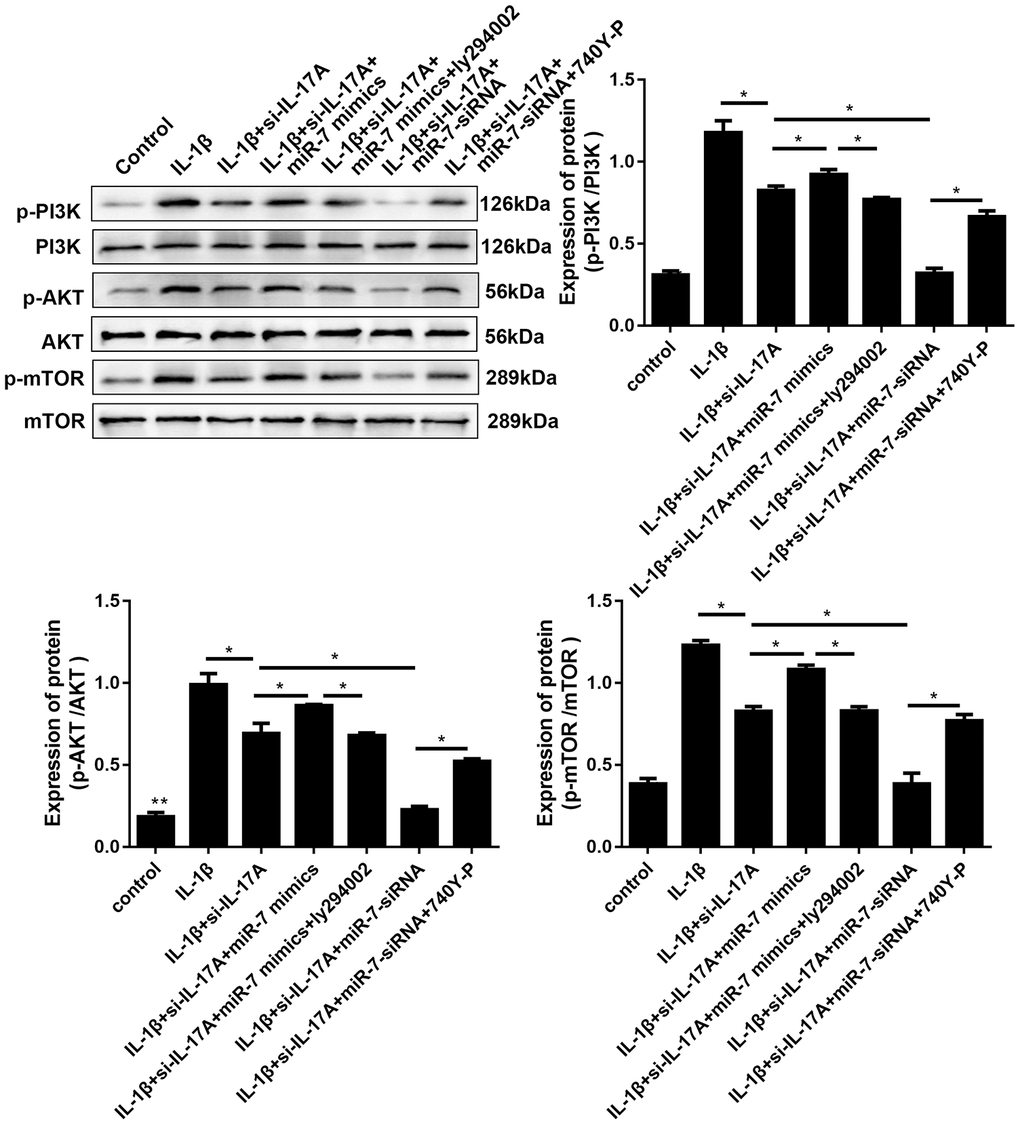 Effects of miR-7-related transfections mediated by IL-17A on activation of PI3K/Akt/mTOR signaling. Representative Western blot analysis and band intensity analysis of different treatment groups. Data represent the mean ± SD (n = 3), * p 