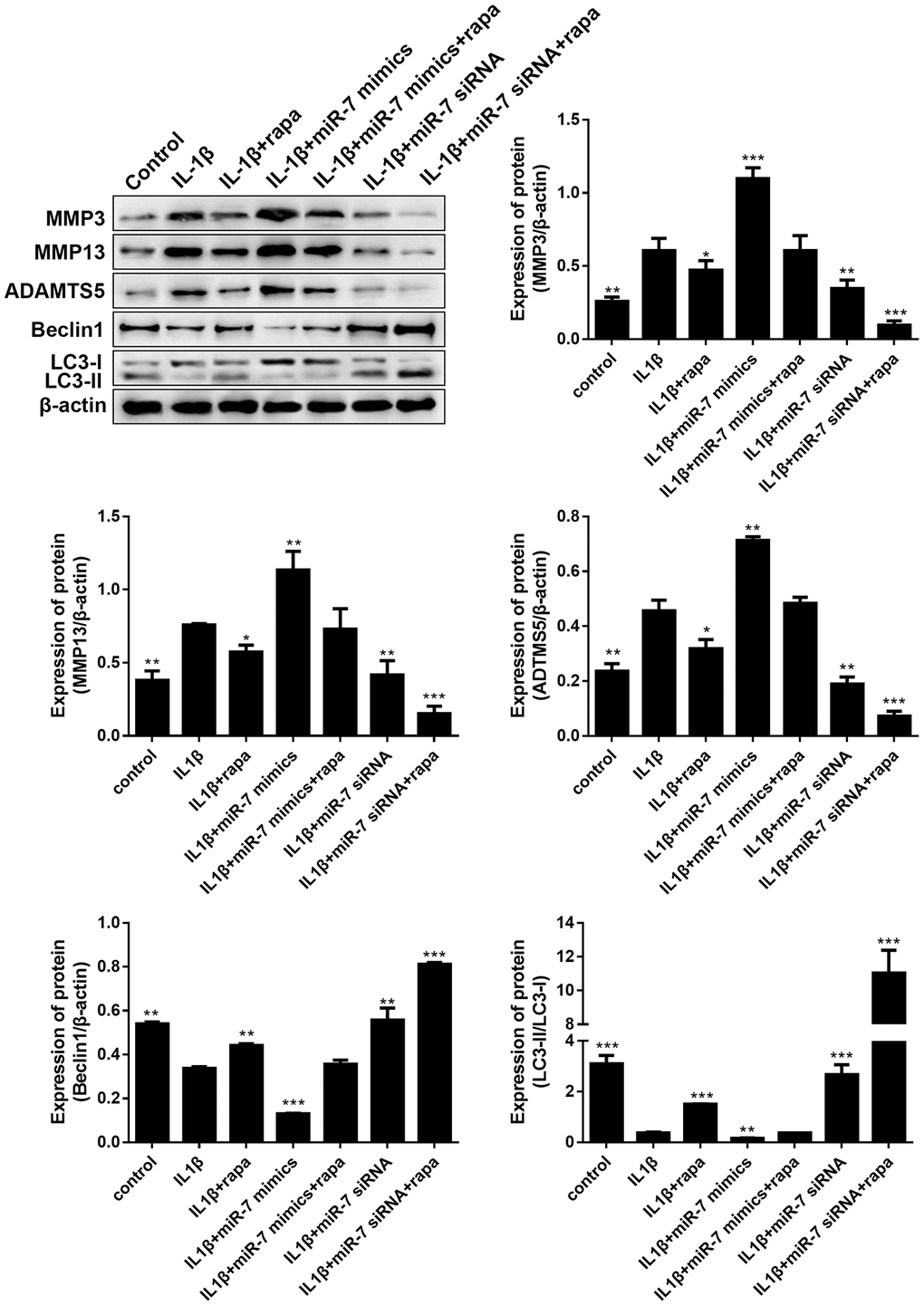 Effects of the PI3K/Akt/mTOR pathway on the expression of cartilage degradation-related proteins and autophagy-related proteins in IL-1β-induced chondrocytes. Representative Western blot analysis and band intensity analysis showing protein levels of MMP3, MMP13, ADAMTS5, Beclin1, and LC3 in chondrocytes that received different treatments. Data represent the mean ± SD (n = 3), * p p p 