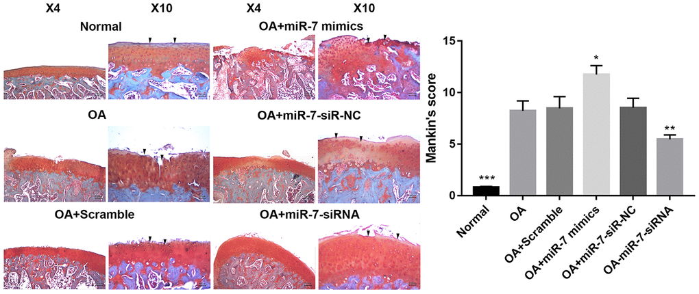 Representative images of safranin O-stained rat knee joint sections with different treatments and the related Mankin’s scores of each group. Data represent the mean ± SD (n = 10), * p p p 