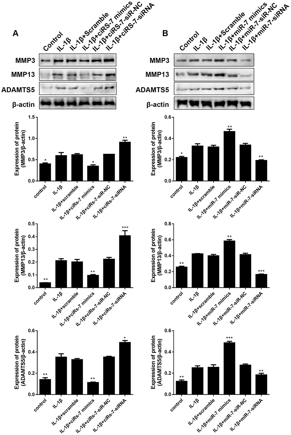 Effects of ciRS-7-related transfections (A) and miR-7-related transfections (B) on protein levels of cartilage-related MMP3, MMP13, and ADAMTS5. Data represent the mean ± SD (n=3), * p p p 