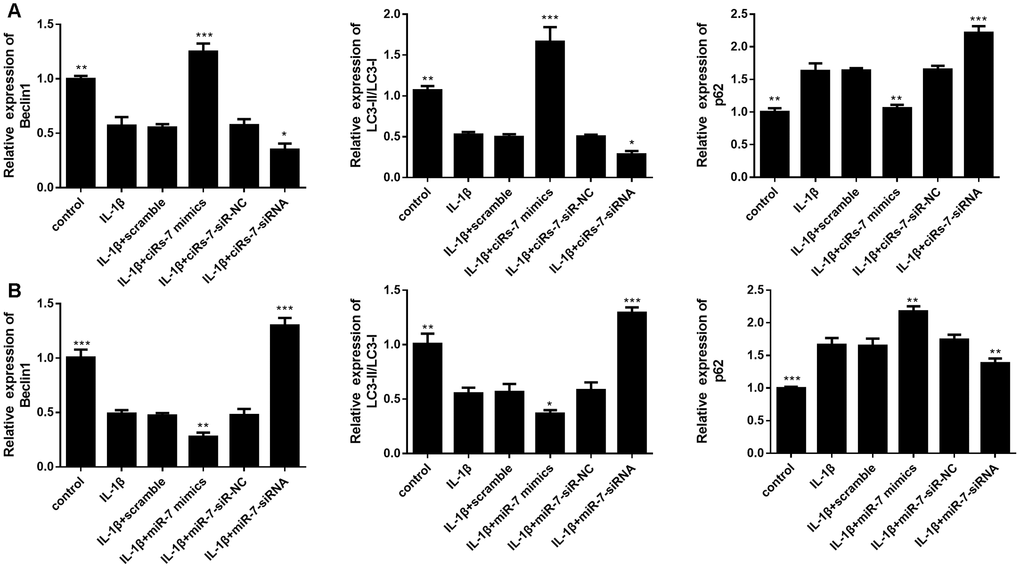 Effects of ciRS-7-related transfections (A) and miR-7-related transfections (B) on mRNA levels of autophagy-related genes Beclin1, LC3-II/I, and p62. Data represent the mean ± SD (n=3), * p p p 