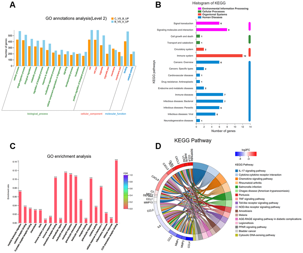 (A) Classification of 33 overlapping genes in accordance with gene ontology (GO) categories: biological process, cellular component, and molecular function; The vertical axis represents numbers of differentially-expressed genes (DEGs) corresponding to the numbers of GO terms assigned for a particular GO category. (B) KEGG pathway analysis identified that KEGG categories were enriched in 33 overlapping genes. (C) GO terms enrichment analysis for 33 overlapping genes. (D) Circos plot showing the relationship between KEGG pathway and their genes. Genes are located on the left side of the graph and indicated by their symbols. Gene involvement in the KEGG pathways is indicated by connecting lines.