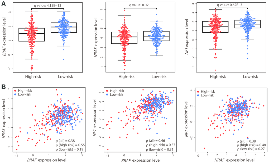 Expression differences and correlation of the three driver genes between the two risk groups. (A) Distribution of the expression levels of BRAF, NRAS, and NF1 in the two risk groups. The expression levels are represented by log2-transformed RPKM values. The P value was calculated by a two-sided Student’s t test and adjusted using the Benjamini−Hochberg method (q value). (B) Correlation between the expression levels of the three driver genes. Each dot represents one patient (high-risk, red dot; low-risk, blue dot). The correlation coefficient ρ was calculated by Spearman’s rank analysis. Coefficient values between two genes among all patients, high-risk patients, and low-risk patients are shown.