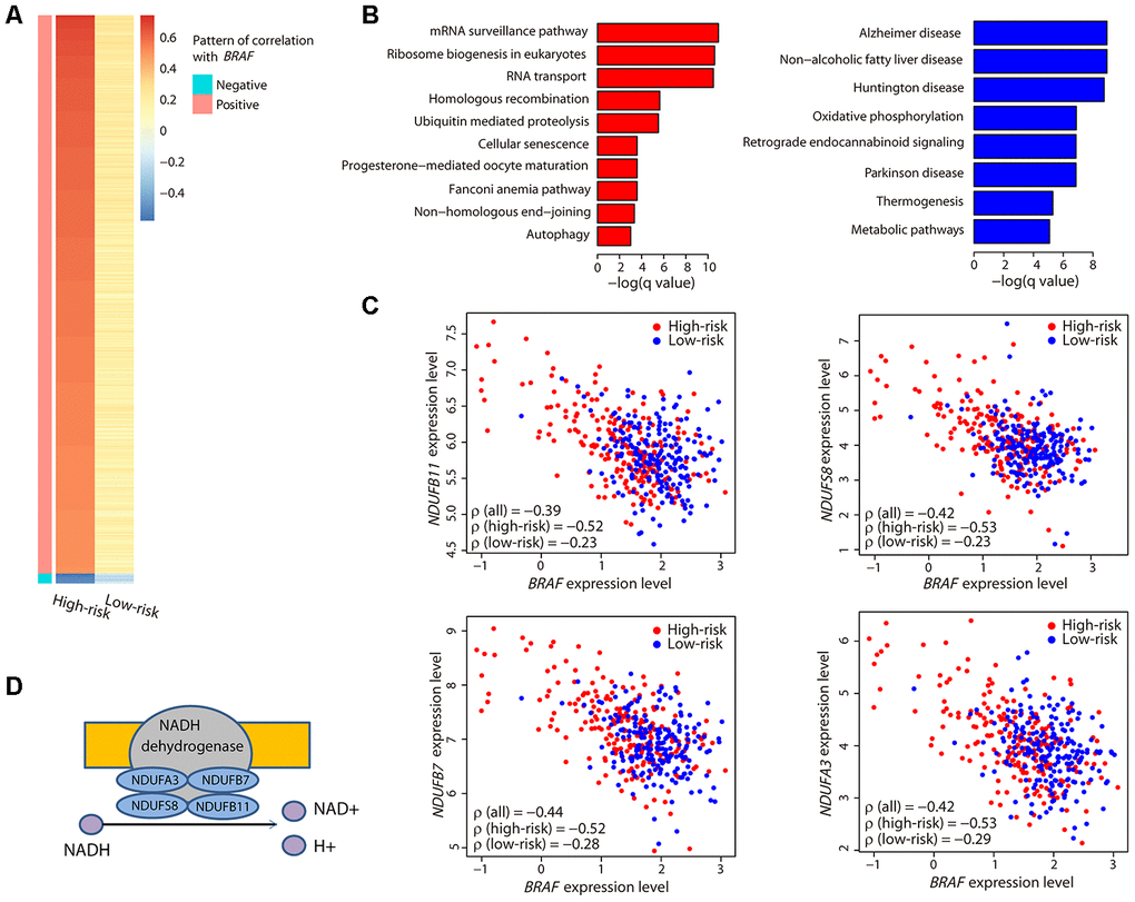 Characterization of the BRAF-correlated genes. (A) The heatmap illustrates all ρ values of genes that had a strong correlation with BRAF. Only two sets of genes exhibiting a strong positive or negative correlation in the high-risk group and a weak correlation in the low-risk group were obtained. (B) Bar plots showing the significantly (adjusted P value C) Correlation between the expression levels of the four genes encoding the subunits of NADH dehydrogenase and BRAF. Coefficient values between two genes among all patients, high-risk patients, and low-risk patients are shown. (D) Illustration showing the four genes encoding the subunits of NADH dehydrogenase and their function.