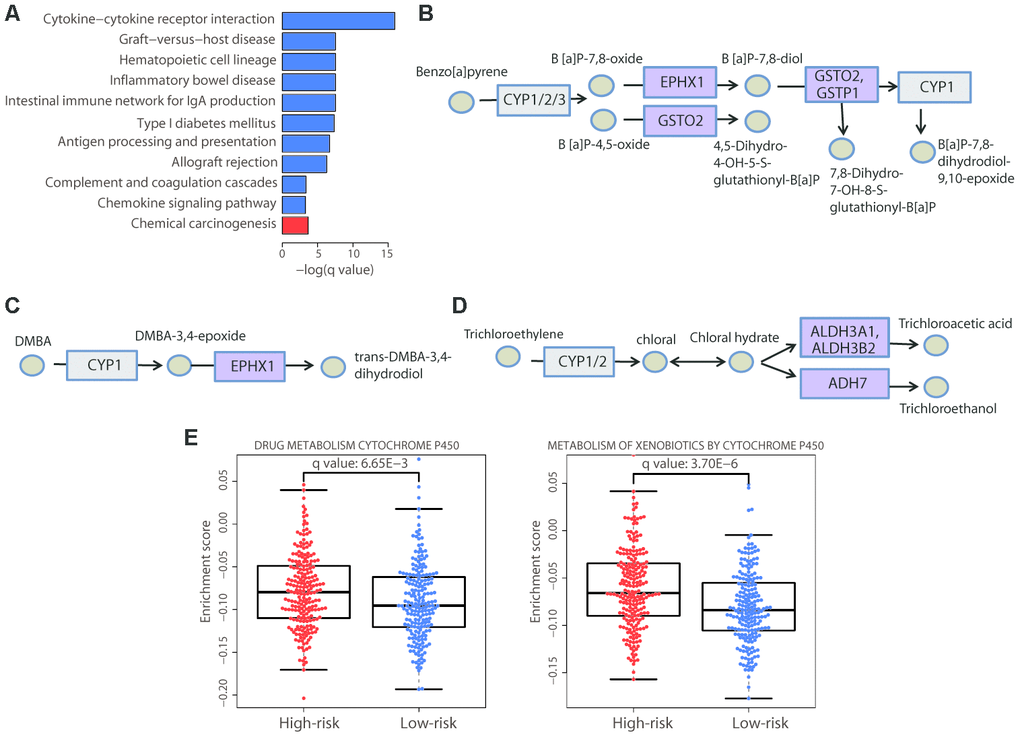 Enrichment of the cytochrome P450-mediated metabolic pathways in the high-risk group. (A) Bar plot showing the significantly (adjusted P value B−D); in these three pathways, each circle represents one chemical compound and each rectangle represents an enzyme. The cytochrome P450 enzymes are marked in gray and the enzymes with altered gene expression are marked in purple. (E) Distribution of the enrichment scores of the cytochrome P450-mediated pathways that showed significant differences (adjusted P value P value was calculated by a two-sided Student’s t test and adjusted using the Benjamini−Hochberg method.