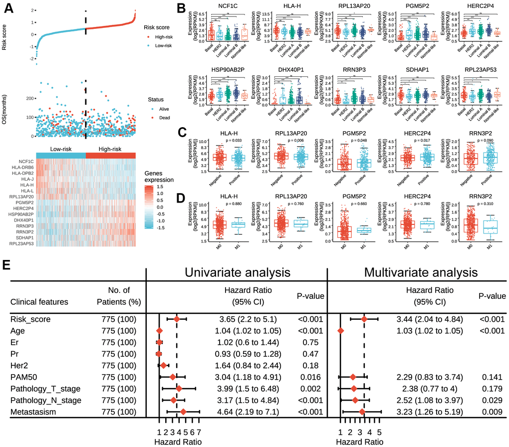 Expressions of prognostic pseudogenes in breast cancer by different clinicopathological features in TCGA dataset. (A) The distribution of risk score, vital status and the expression pattern of 15 prognostic pseudogenes in 775 breast cancer patients. The risk scores are arranged in ascending order from left to right. (B) Expression levels of NCF1C, HLA-DRB6, HLA-DPB2, HLA-J, HLA-H, HLA-L, RPL13AP20, PGM5P2, HERC2P4, HSP90AB2P, DHX40P1, RRN3P3, RRN3P2, SDHAP1 and RPL23AP53 across different breast cancer subtypes. (C) Expression levels of HLA-H, RPL13AP20, PGM5P2, HERC2P4 and RRN3P2 in patients with or without lymph node metastasis. (D) Expression levels of HLA-H, RPL13AP20, PGM5P2, HERC2P4 and RRN3P23 in patients with or without distant metastasis. (E) Univariate and multivariate Cox regression analyses of the association between clinicopathological factors (including the risk score) and overall survival of breast cancer patients. ns denotes no significance, *** denotes P 