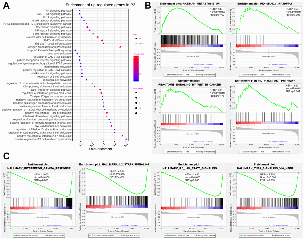 Functional annotation of differentially expressed genes in P1/P2 subgroups. (A) Functional annotation of up-regulated genes in P2 subgroup compared with P1 by using GO in terms of biological process (BP) and KEGG signaling pathway. (B) GSEA revealed that up-regulated genes in P1 subgroup were enriched for hallmarks of malignant tumors. (C) GSEA revealed that up-regulated genes in P2 subgroup were enriched for hallmarks of antitumor immune response.