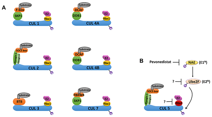 Schematic overview of cullin-RING E3 ligases (CRLs) and the NEDD8 conjugation pathway. (A) Cullin (CUL) proteins form the scaffold of the CRL E3 ligase complexes. CRL1 and CRL7 use SKP1; CRL2 and CRL5 use both Elongin B and Elongin C; CRL4A and CRL4B use DDB1; and CRL3 uses BTB as substrate adaptors. CRL1 uses F-box proteins; CRL4A and CRL4B use DCAF; CRL2 and CRL5 use SOCSs; and CRL7 uses FBXW8 as substrate binding proteins. CRL1-3, 4A/B and 7 use Rbx1; and CRL5 uses Rbx2 as RING-finger proteins. (B) Conjugation of the Ub-like protein NEDD8 to a cullin protein is required for fully activation of the CRL. The conjugation of NEDD8 occurs in three steps: activation by the NEDD8 activation enzyme (NAE; E1N), transference to the E2 enzyme (E2N), and conjugation of NEDD8 to the cullin protein in the CRL. UBE2F is the major E2N needed for NEDD8 conjugation to CRL5. MLN4924 (Pevonedistat) is a first-in-class inhibitor of E1N that can prevent NEDD8 conjugation to CRLs. Abbreviations: Ub, ubiquitin; RING, really interesting new gene; DDB1, DNA damage-binding protein 1; DCAF, DDB1- and CUL4-associated factor; FBXW8, F-box and WD40 domain 8; BTB, broad-complex, tramtrack, and bric-à-brac; SOCS, suppressor of cytokine signaling.