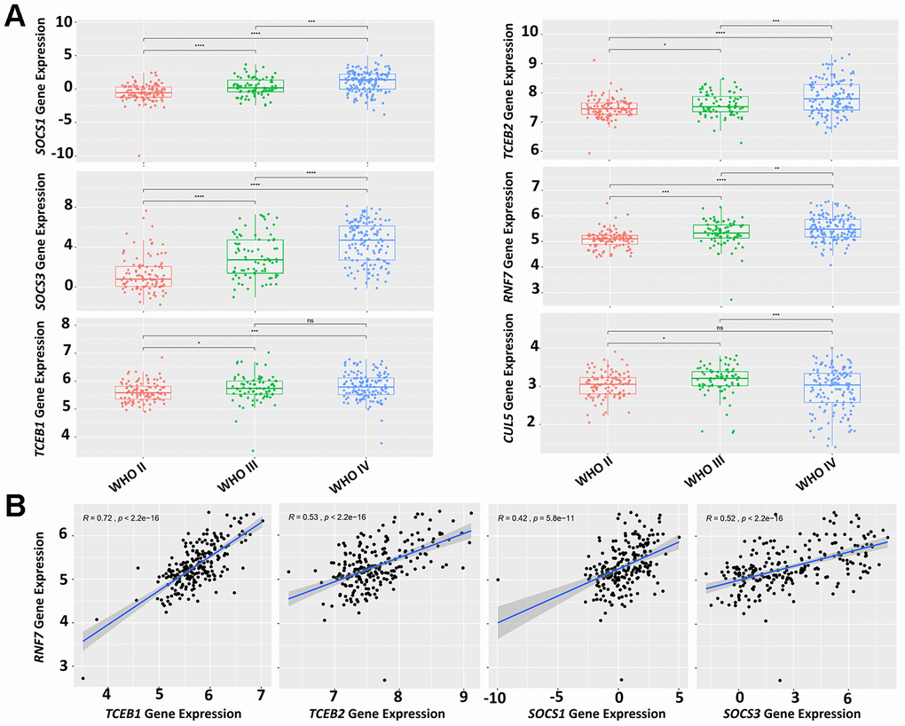 Expression levels of CRL5 components correlate with glioma grading. (A) A CGGA dataset (mRNAseq