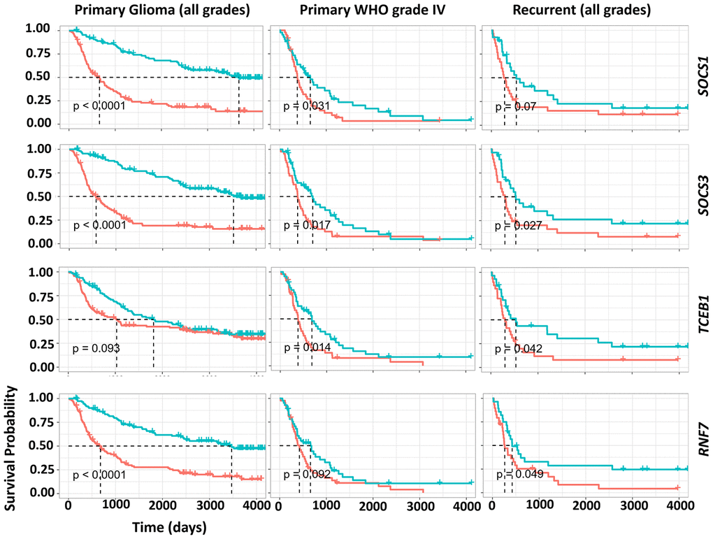 Impact of gene expression of CRL5 components on GBM, primary and recurrent glioma survival. The survival analysis of WHO grade IV, primary and recurrent gliomas was based on a CGGA dataset (mRNAseq