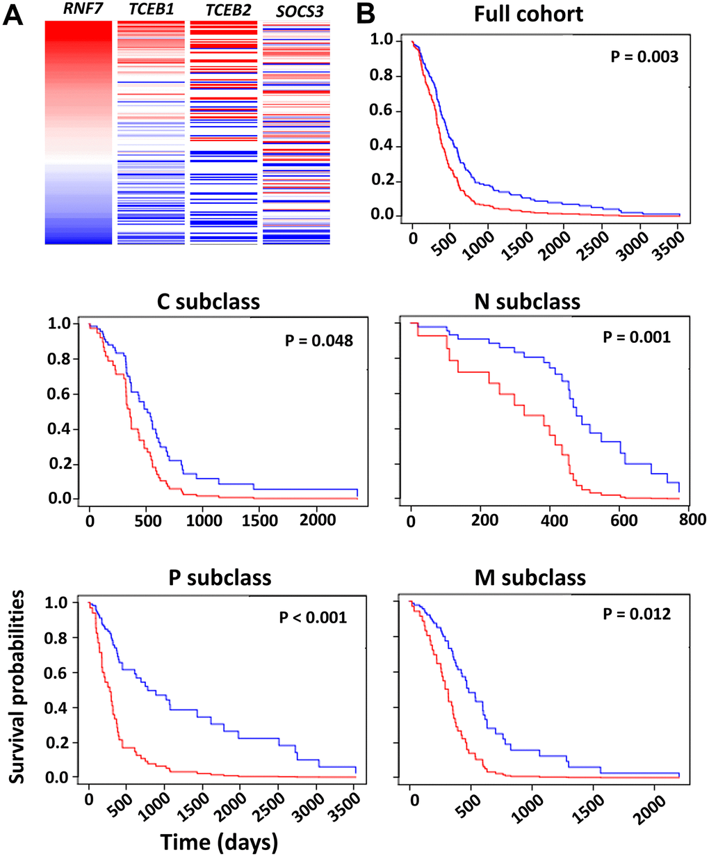 Survival analysis based on the impact of the multi-gene PI. (A) Heatmap analysis of the CRL5 components in TCGA-GBM dataset was conducted using the UCSC Xena tool. (B) Survival analysis based on HR was conducted using the GBM-BioDP portal. GBM tissue was classified into proneural (P), neural (N), classical (C) and mesenchymal (M) subtypes based on gene expression patterns [20]. A Cox proportional hazards model was constructed with gene expression of the CRL5 components, SOCS3, RNF7, TCEB1 and TCEB2. We used O-6-methylguanine-DNA methyltransferase (MGMT) methylation status as a covariate. P values are included in the figure.