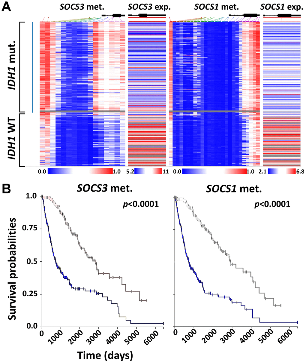Correlation between SOCS1 and SOCS3 expression and IDH1 mutation. (A) Heatmap analysis of SOCS1 and SOCS3 gene expression, methylation and IDH1 mutation status was achieved using UCSC Xena and TCGA-LGG/GBM datasets (N = 658). The gray area indicates that SOCS3 methylation data is not available for that specific patient’s sample. (B) K-M survival analysis of LGG and GBM patients based on the methylation status of SOCS1 and SOCS3. Blue lines indicate the groups with lower-than-median methylation of SOCS1 and SOCS3.
