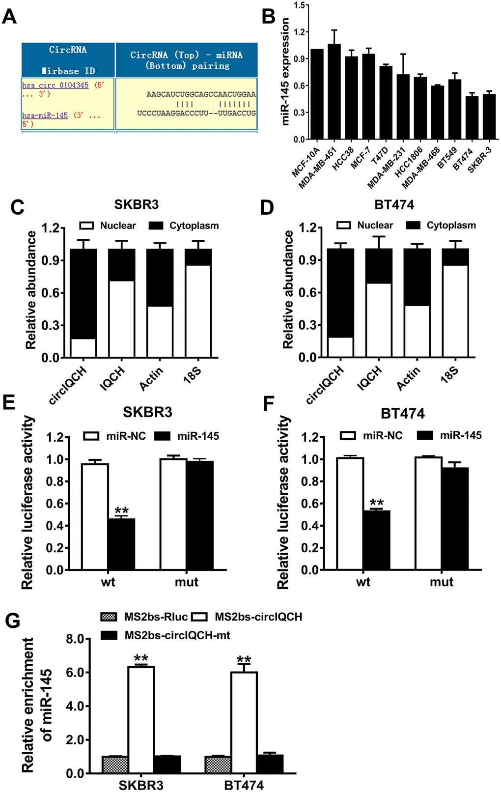 circIQCH functions as a sponge for miR-145. (A) Predicted binding sites of miR-145 within the circIQCH. (B) The relative expression level of miR-145 in breast cancer cell lines. (C, D) U6, GAPDH and circIQCH in nuclear and cytoplasmic fractions analyzed by qRT-PCR. (E, F) Luciferase reporter assay of SKBR3 and BT474 cells co-transfected with miR-145 mimics and circIQCH wild type or mutant luciferase reporter. The putative miRNA binding site of circIQCH was mutated. (G) MS2-based RIP assay transfected with MS2bs-circIQCH, MS2bs-circIQCH-mt or control. *P**P